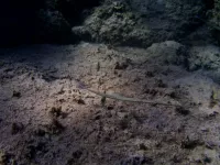 Zeepaardjes en Zeenaalden [Syngnathidae]